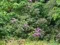 common rhododendron  ، purple-flowered rhododendron
